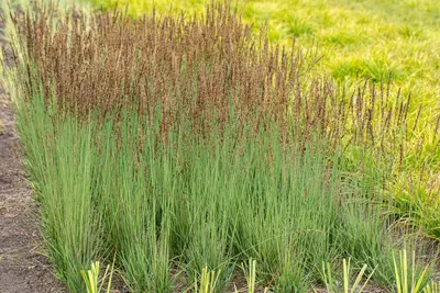 Molinia caerulea 'Moorhexe' (Pijpestrootje 'Moorhexe') - afbeelding 15