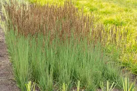 Molinia caerulea 'Moorhexe' (Pijpestrootje 'Moorhexe') - afbeelding 15