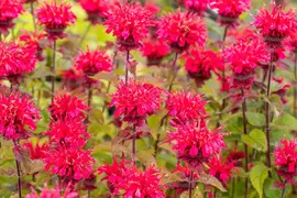 Monarda Cambridge Scarlet (Bergamotplant) - afbeelding 3