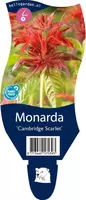 Monarda 'Cambridge Scarlet' (Bergamotplant) - afbeelding 1