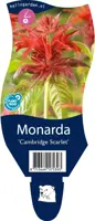 Monarda 'Cambridge Scarlet' (Bergamotplant) - afbeelding 1