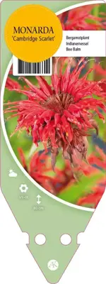 Monarda Cambridge Scarlet (Bergamotplant) - afbeelding 1