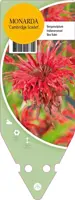 Monarda Cambridge Scarlet (Bergamotplant) - afbeelding 1