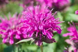 Monarda 'Cambridge Scarlet' (Bergamotplant) - afbeelding 2