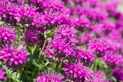 Monarda 'Cambridge Scarlet' (Bergamotplant) - afbeelding 3