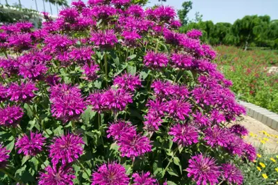 Monarda 'Cambridge Scarlet' (Bergamotplant) - afbeelding 4