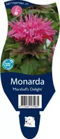 Monarda 'Marshall's Delight' (Bergamotplant) - afbeelding 1