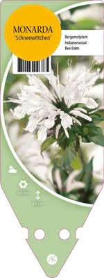 Monarda Schneewittchen (Bergamotplant) - afbeelding 1