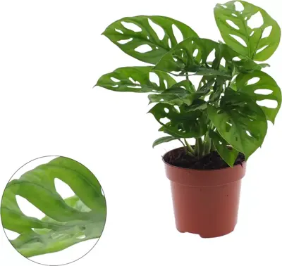 Monstera adansonii (Gatenplant) 25cm - afbeelding 1