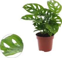 Monstera adansonii (Gatenplant) 25cm - afbeelding 1