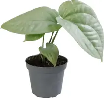 Monstera Amydrium 'Medium Silver' (Gatenplant) 13cm - afbeelding 1