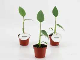 Monstera 'Burle Marx' 12cm - afbeelding 2