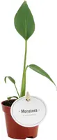 Monstera 'Burle Marx' 12cm - afbeelding 1