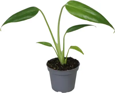 Monstera 'Burle Marx Flame' (Gatenplant) 15cm - afbeelding 1