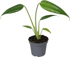Monstera 'Burle Marx Flame' (Gatenplant) 15cm - afbeelding 1