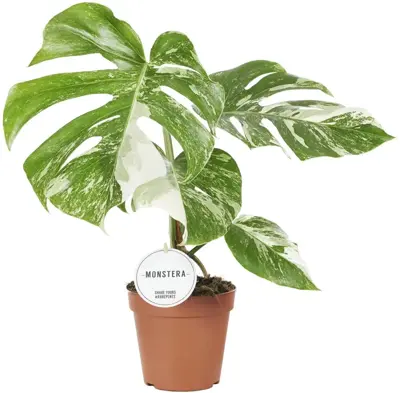 Monstera deliciosa (Gatenplant) 45cm - afbeelding 1