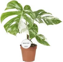 Monstera deliciosa (Gatenplant) 45cm - afbeelding 1