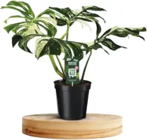 Monstera Deliciosa (Gatenplant) 50cm - afbeelding 1