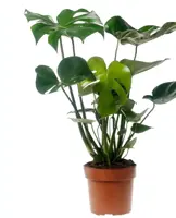 Monstera deliciosa  (Gatenplant) 55cm - afbeelding 1