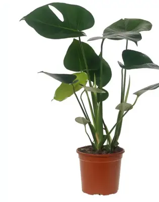 Monstera deliciosa (Gatenplant) 55cm - afbeelding 1