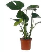 Monstera deliciosa (Gatenplant) 55cm - afbeelding 1