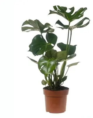 Monstera deliciosa (Gatenplant) 75cm - afbeelding 1