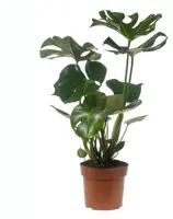 Monstera deliciosa (Gatenplant) 75cm - afbeelding 1