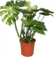 Monstera Deliciosa (Gatenplant) 80cm - afbeelding 1