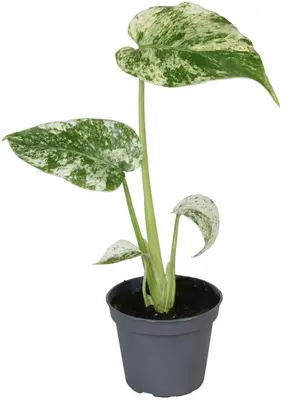 Monstera Deliciosa 'Mint Variegated' 18cm - afbeelding 1