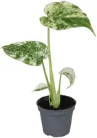 Monstera Deliciosa 'Mint Variegated' 18cm - afbeelding 1
