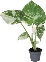 Monstera deliciosa 'Thai Constellation' (Gatenplant) 14cm - afbeelding 1