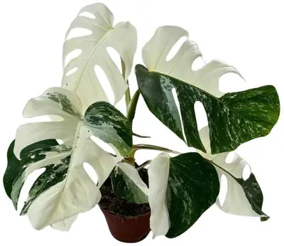 Monstera deliciosa variegata albo (Gatenplant) 50cm - afbeelding 1