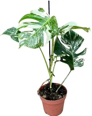 Monstera 'Deliciosa Variegata' (Gatenplant) 50cm - afbeelding 2