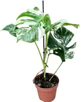Monstera 'Deliciosa Variegata' (Gatenplant) 50cm - afbeelding 2