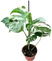 Monstera 'Deliciosa Variegata' (Gatenplant) 50cm - afbeelding 1