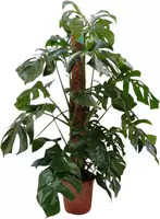 Monstera (Gatenplant) 125cm kopen?