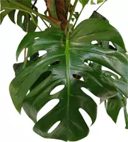 Monstera (Gatenplant) 125cm - afbeelding 2