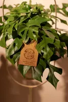 Monstera minima (Gatenplant) 30cm - afbeelding 6