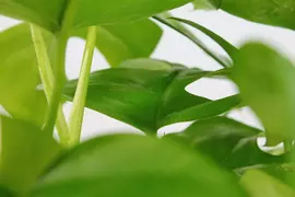 Monstera minima (Gatenplant) 30cm - afbeelding 7