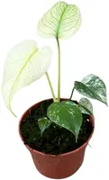 Monstera Mint (Gatenplant) 15cm - afbeelding 1