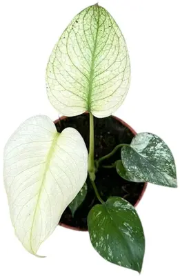 Monstera Mint (Gatenplant) 15cm - afbeelding 2