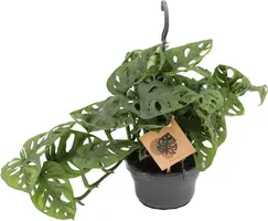 Monstera 'Monkey Leaf' (Gatenplant) 30cm kopen?