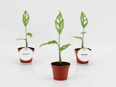 Monstera obliqua 20cm - afbeelding 2