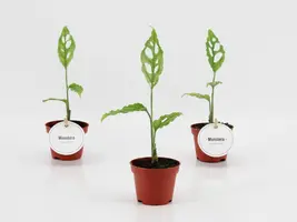 Monstera obliqua 20cm - afbeelding 2