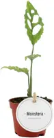 Monstera obliqua 20cm - afbeelding 1