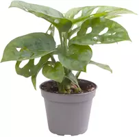 Monstera obliqua (Gatenplant) 12cm - afbeelding 1