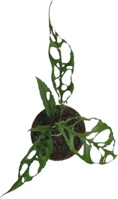 Monstera obliqua (Gatenplant) 25cm - afbeelding 2