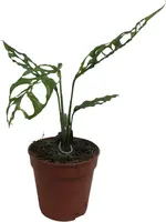 Monstera obliqua (Gatenplant) 25cm - afbeelding 1