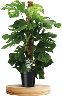 Monstera 'pertusum' (Gatenplant) 125cm - afbeelding 1