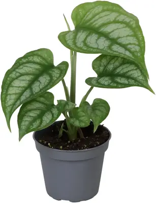 Monstera siltepecana (Gatenplant) 15cm - afbeelding 1